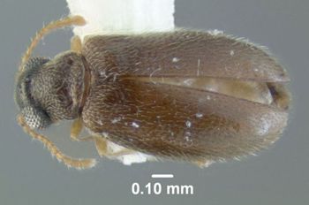 Media type: image;   Entomology 613349 Aspect: habitus dorsal view